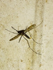 Culicinae