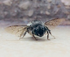 Anthophora marginata