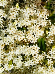 Stevia serrata