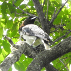 Cyanocorax cristatellus