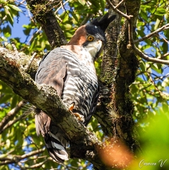 Spizaetus ornatus