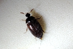 Attagenus