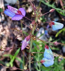 Desmodium paniculatum