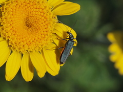 Oedemera virescens