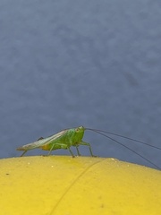 Conocephalus cinereus