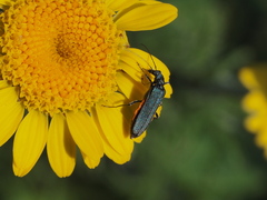 Oedemera virescens