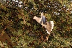 Streptopelia vinacea