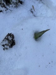 Symplocarpus foetidus