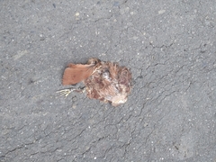 Ixobrychus cinnamomeus