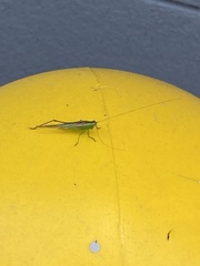 Conocephalus cinereus