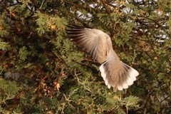 Streptopelia vinacea