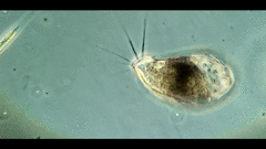 Campascus interstitialis