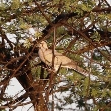 Streptopelia vinacea