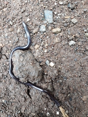 Indotyphlops braminus