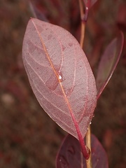 Lyonia mariana