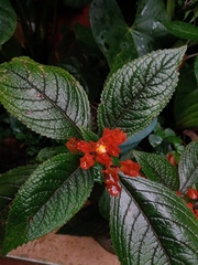 Chrysothemis