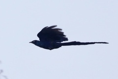 Lamprotornis caudatus