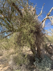 Parkinsonia florida