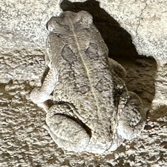 Sclerophrys regularis
