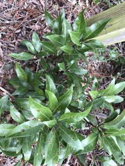 Persea borbonia