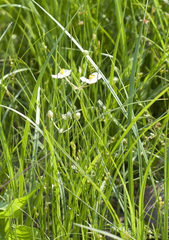 Sagittaria cristata