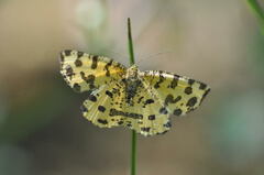 Pseudopanthera macularia