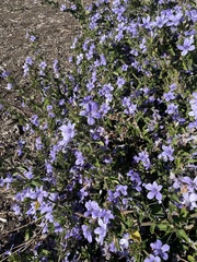 Barleria obtusa