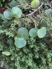 Hydrocotyle bonariensis