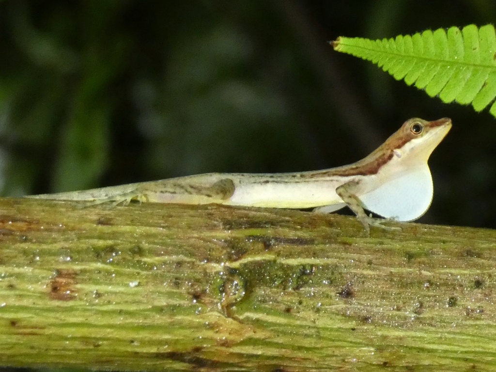 Border Anole