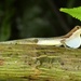 Anolis limifrons - Photo (c) Kai Squires, μερικά δικαιώματα διατηρούνται (CC BY), uploaded by Kai Squires