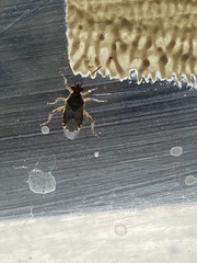 Coreoidea