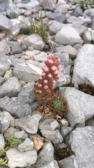 Villadia aristata