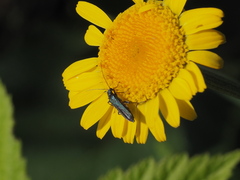 Oedemera virescens