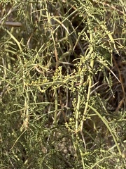 Parkinsonia florida