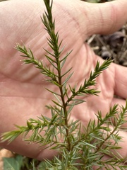 Juniperus
