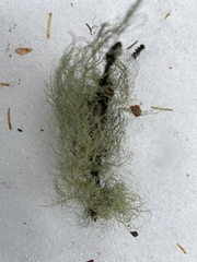 Usnea hirta