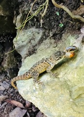 Sceloporus mucronatus