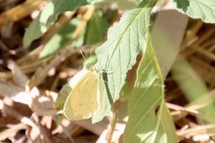 Eurema smilax
