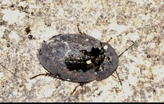 Homoeogamia mexicana