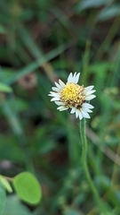 Tridax procumbens