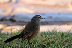 Cercotrichas coryphoeus