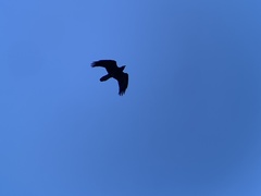 Corvus corax