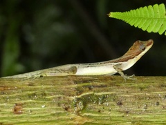 Anolis limifrons