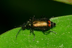 Malachius bipustulatus