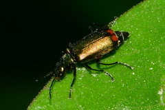 Malachius bipustulatus