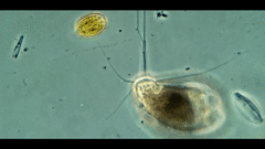 Campascus interstitialis