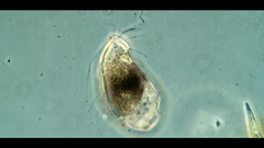 Campascus interstitialis