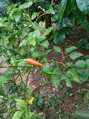 Capsicum annuum