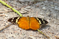 Aterica rabena