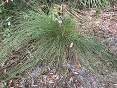 Aristida stricta